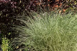 Miscanthus sinensis 'Morning Light' (Prachtriet 'Morning Light') - afbeelding 10