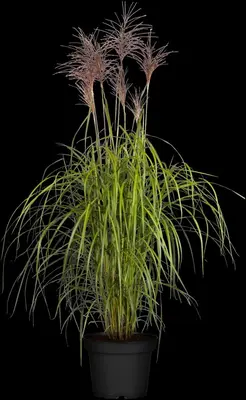 Miscanthus sinensis (Prachtriet) - afbeelding 27
