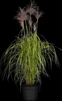 Miscanthus sinensis (Prachtriet) - afbeelding 27