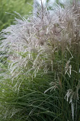 Miscanthus sinensis (Prachtriet) - afbeelding 1