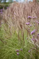 Miscanthus sinensis (Prachtriet) - afbeelding 2
