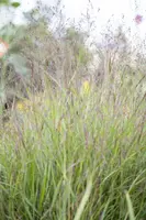 Miscanthus sinensis (Prachtriet) - afbeelding 4