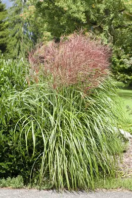 Miscanthus sinensis (Prachtriet) - afbeelding 5