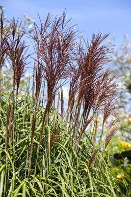 Miscanthus sinensis (Prachtriet) - afbeelding 8