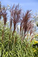 Miscanthus sinensis (Prachtriet) - afbeelding 8