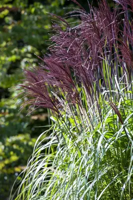 Miscanthus sinensis (Prachtriet) - afbeelding 10
