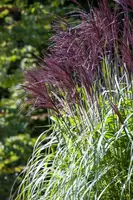 Miscanthus sinensis (Prachtriet) - afbeelding 10