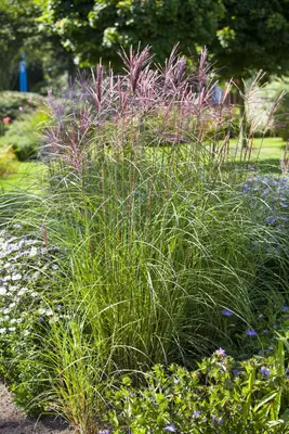 Miscanthus sinensis (Prachtriet) - afbeelding 11