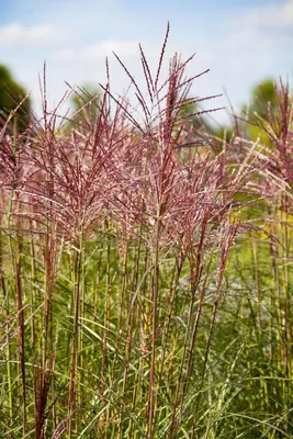 Miscanthus sinensis (Prachtriet) - afbeelding 12