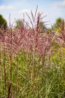 Miscanthus sinensis (Prachtriet) - afbeelding 12