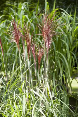 Miscanthus sinensis (Prachtriet) - afbeelding 13