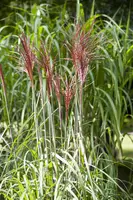Miscanthus sinensis (Prachtriet) - afbeelding 13