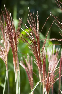 Miscanthus sinensis (Prachtriet) - afbeelding 14