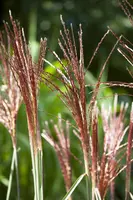 Miscanthus sinensis (Prachtriet) - afbeelding 14