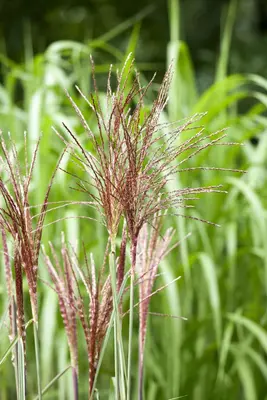 Miscanthus sinensis (Prachtriet) - afbeelding 15