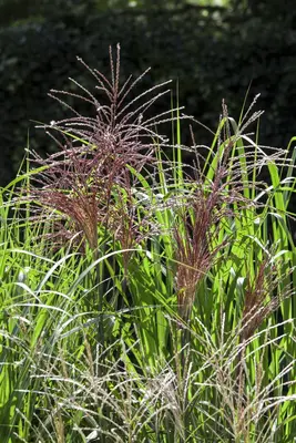 Miscanthus sinensis (Prachtriet) - afbeelding 16