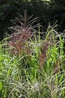 Miscanthus sinensis (Prachtriet) - afbeelding 16