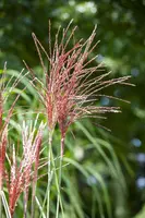 Miscanthus sinensis (Prachtriet) - afbeelding 17