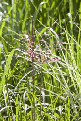Miscanthus sinensis (Prachtriet) - afbeelding 18