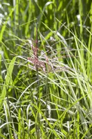 Miscanthus sinensis (Prachtriet) - afbeelding 18