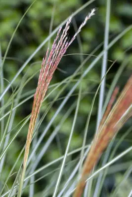Miscanthus sinensis (Prachtriet) - afbeelding 25