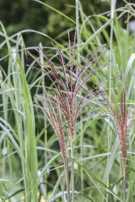 Miscanthus sinensis (Prachtriet) - afbeelding 28