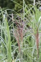 Miscanthus sinensis (Prachtriet) - afbeelding 28