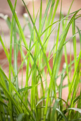 Miscanthus sinensis (Prachtriet) - afbeelding 33