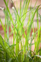 Miscanthus sinensis (Prachtriet) - afbeelding 33