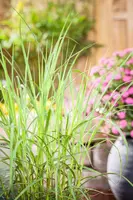 Miscanthus sinensis (Prachtriet) - afbeelding 34
