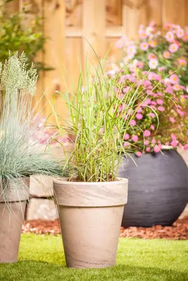 Miscanthus sinensis (Prachtriet) - afbeelding 35