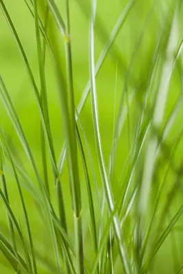 Miscanthus sinensis (Prachtriet) - afbeelding 37