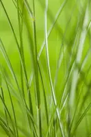 Miscanthus sinensis (Prachtriet) - afbeelding 37