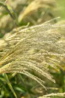 Miscanthus sinensis (Prachtriet) - afbeelding 48