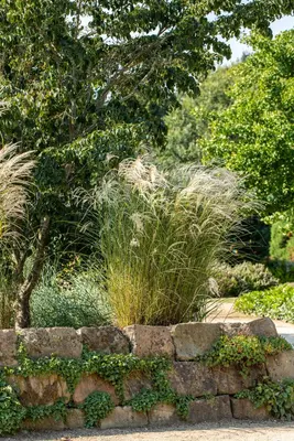 Miscanthus sinensis (Prachtriet) - afbeelding 52