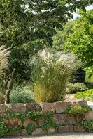 Miscanthus sinensis (Prachtriet) - afbeelding 52