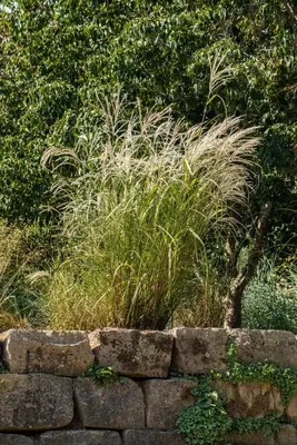 Miscanthus sinensis (Prachtriet) - afbeelding 53