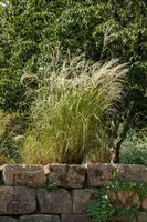 Miscanthus sinensis (Prachtriet) - afbeelding 53