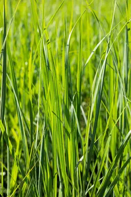 Miscanthus sinensis (Prachtriet) - afbeelding 54