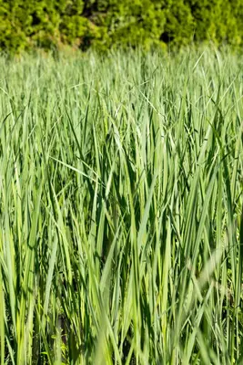 Miscanthus sinensis (Prachtriet) - afbeelding 56