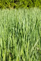 Miscanthus sinensis (Prachtriet) - afbeelding 56