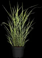 Miscanthus sinensis (Prachtriet) - afbeelding 29