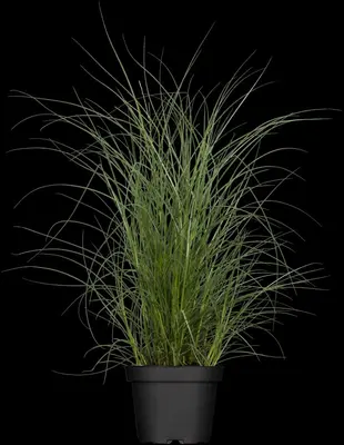 Miscanthus sinensis (Prachtriet) - afbeelding 26