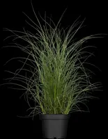 Miscanthus sinensis (Prachtriet) - afbeelding 26
