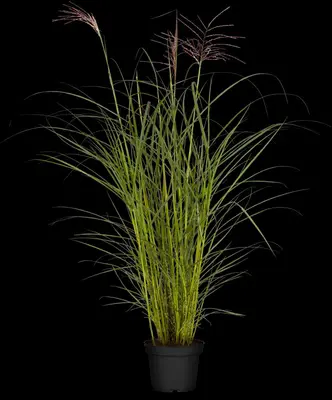 Miscanthus sinensis (Prachtriet) - afbeelding 21