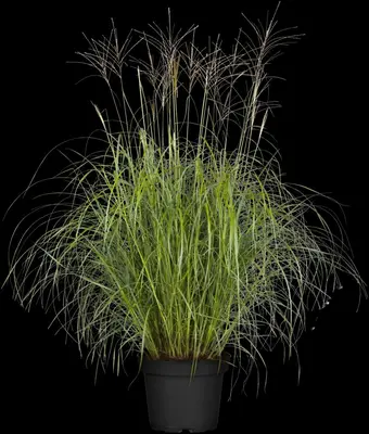 Miscanthus sinensis (Prachtriet) - afbeelding 23