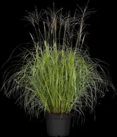 Miscanthus sinensis (Prachtriet) - afbeelding 23