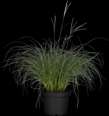 Miscanthus sinensis (Prachtriet) - afbeelding 39