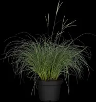 Miscanthus sinensis (Prachtriet) - afbeelding 39
