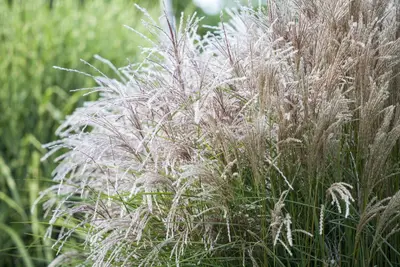 Miscanthus sinensis (Prachtriet) - afbeelding 3